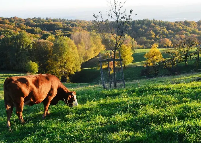 Hochlandappartement * 德累斯顿